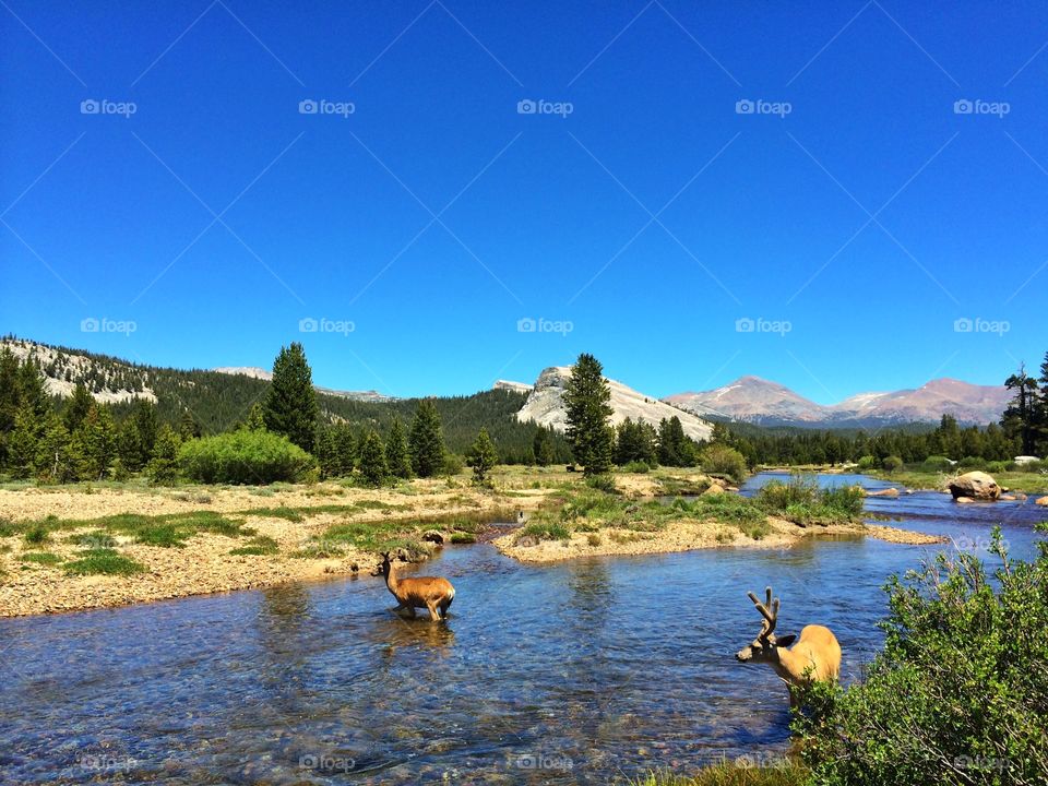 Deers in yosemite river