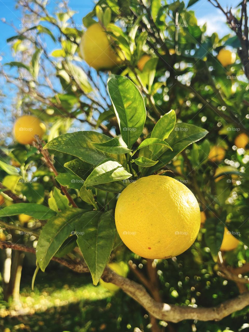 Yellow citrus tree