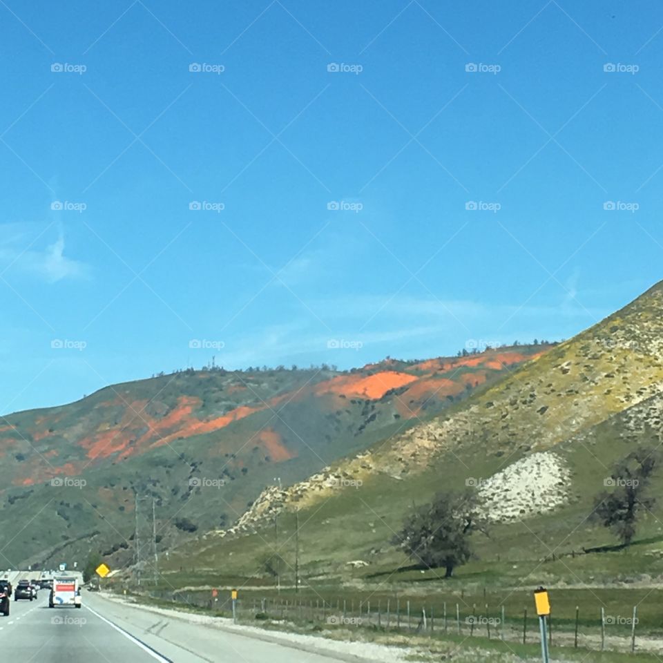 Orange flowers in mountaintop-highway shot.