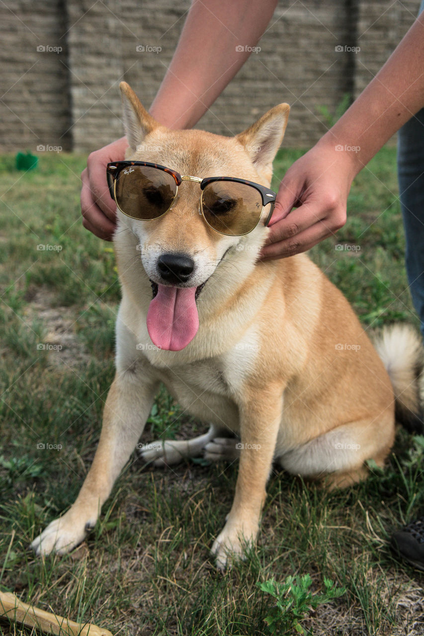 Dog wearing sunglasses