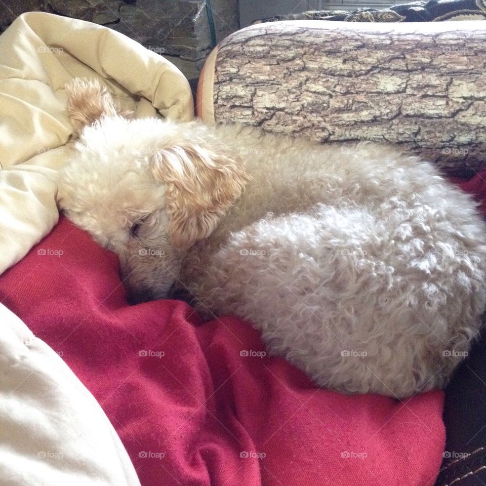 Baby Puppy Poodle Sleeping