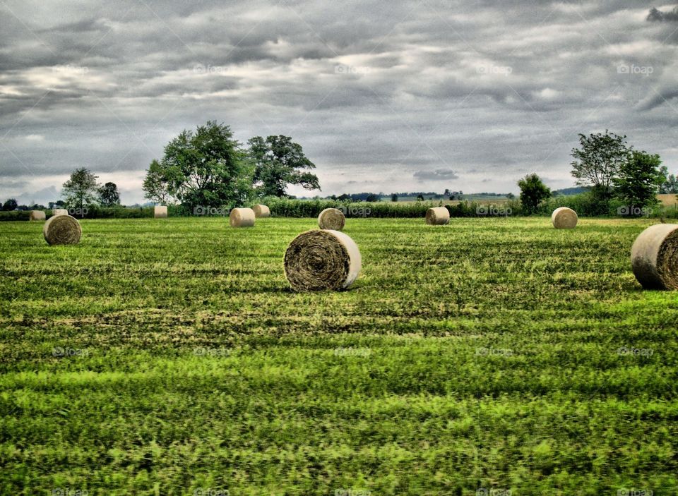 Rolled Hay being harvested for winter