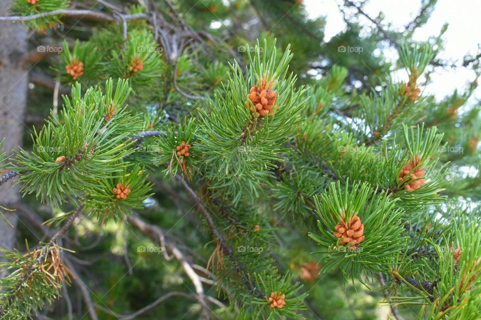 Vibrant green pine needles with tiny pine cones