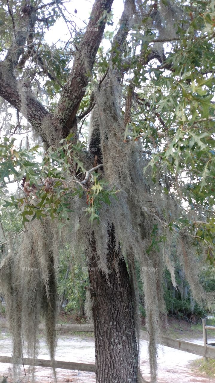 Spanish moss