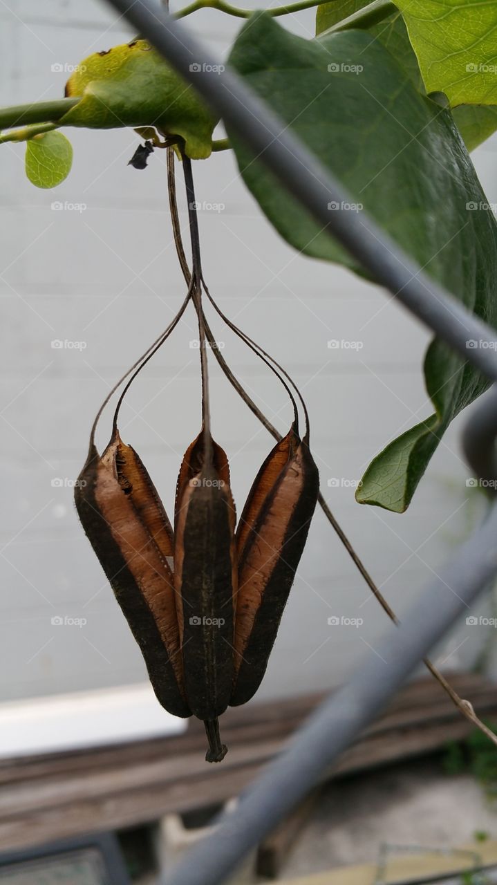 Umbrella Seed Pod. Seed pod hanging on fence on yard in Orlando, FL