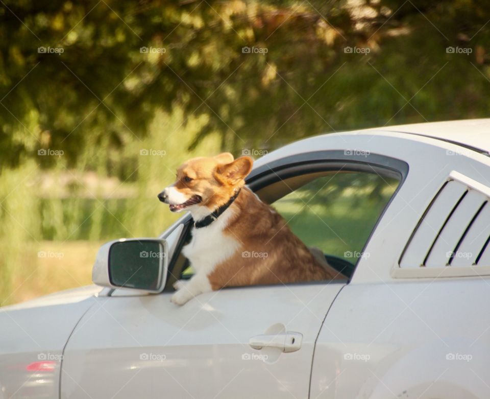 Driving dog