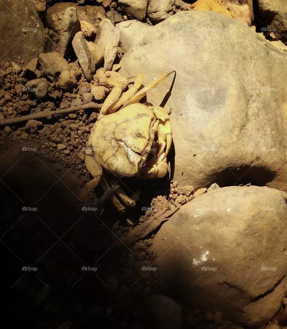 crab