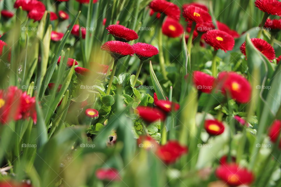 Red flowers popping up in the garden in springtime 