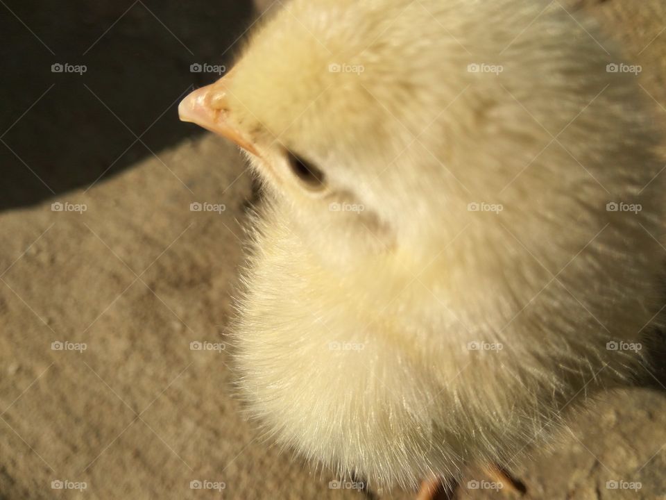 cute baby chicks