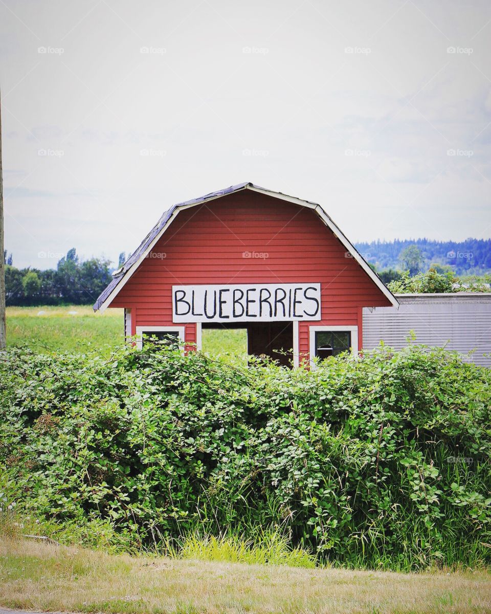 How cute is this roadside blueberry stand! In British Columbia they have the best fresh blueberries I have ever had.  Went blueberry picking and ate some right off the vine. 