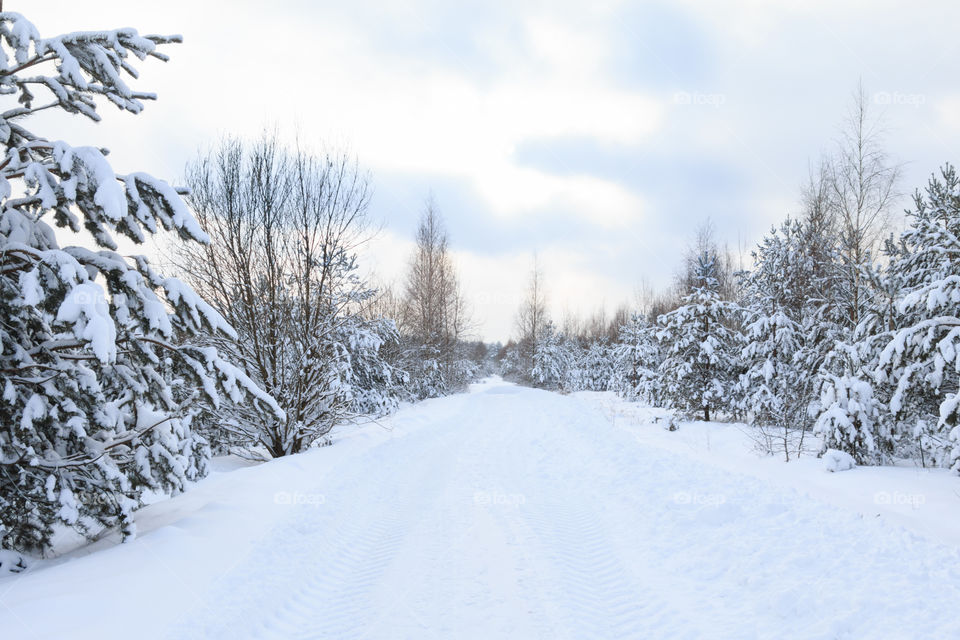 winter forest