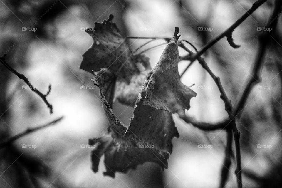 Black and white leaf