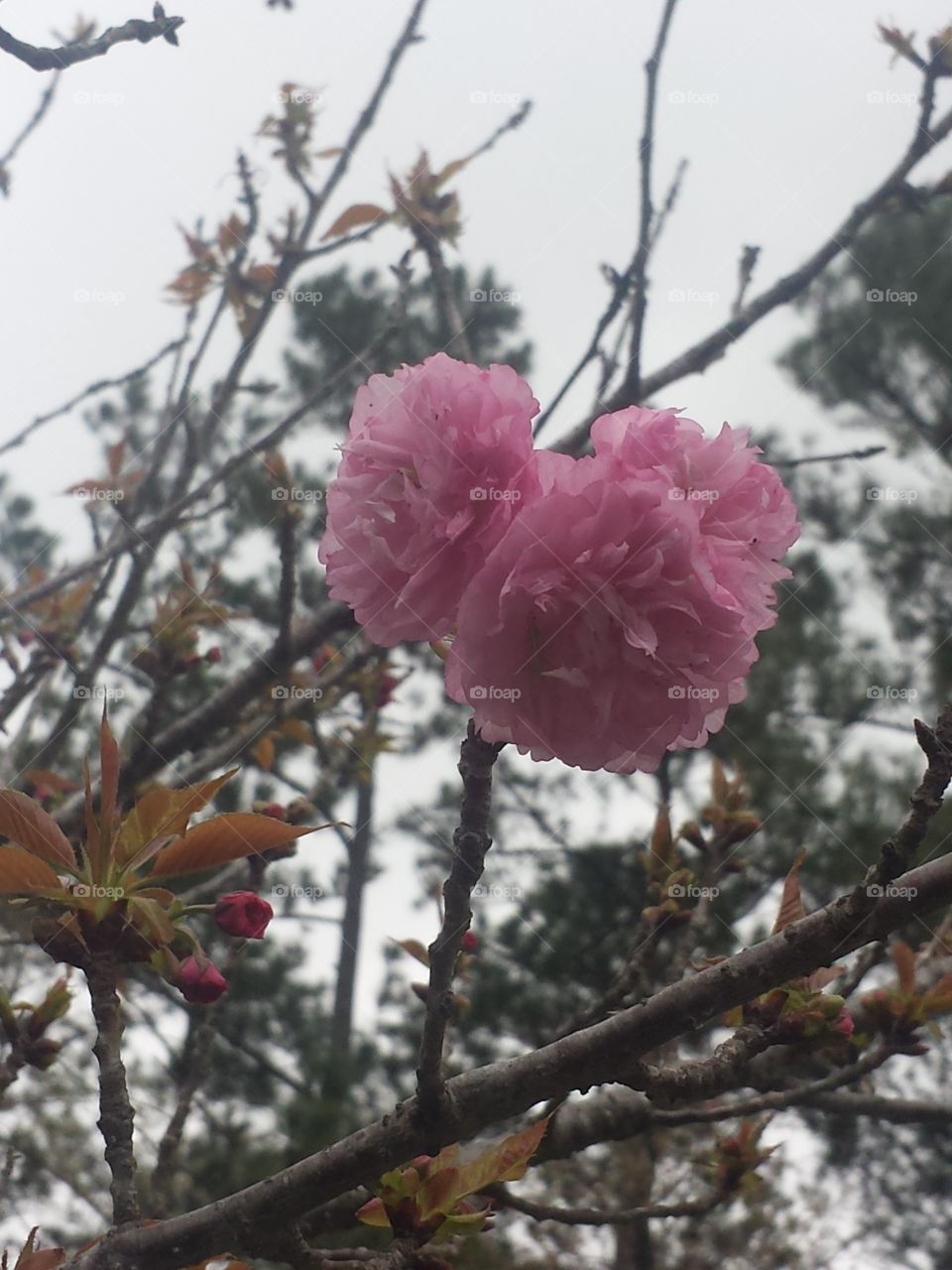 flowering tree
