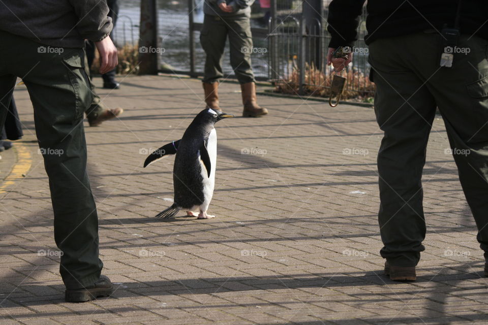 Please  can someone catch the penguin?