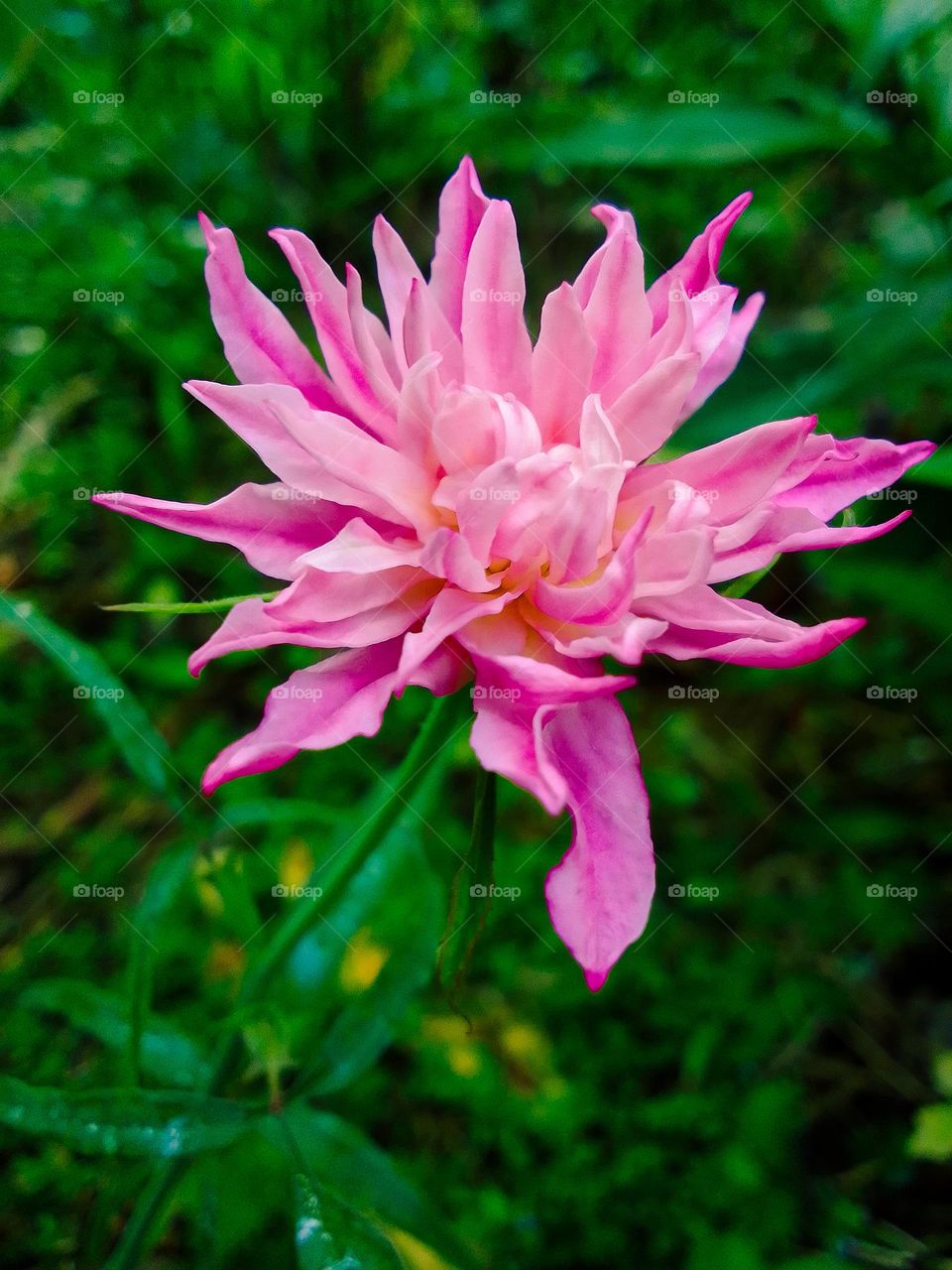 Rose flower sri lanka