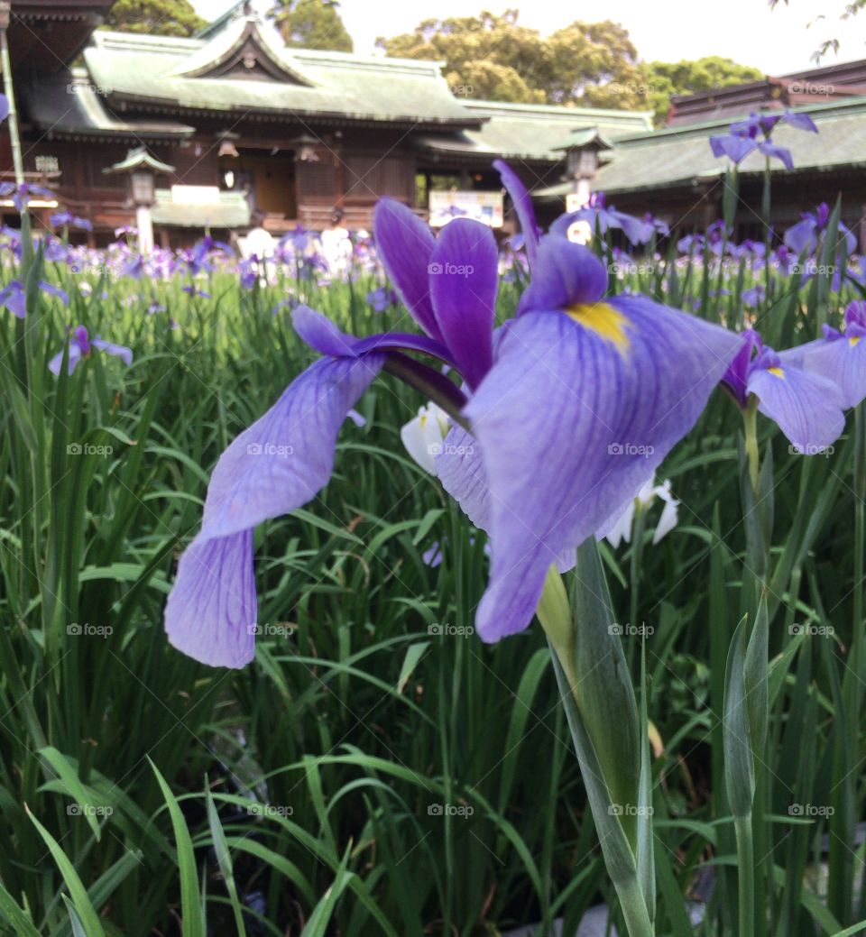 Iris garden at a shrine