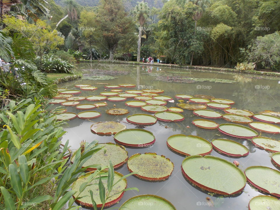 Botanical garden Rio de janeiro