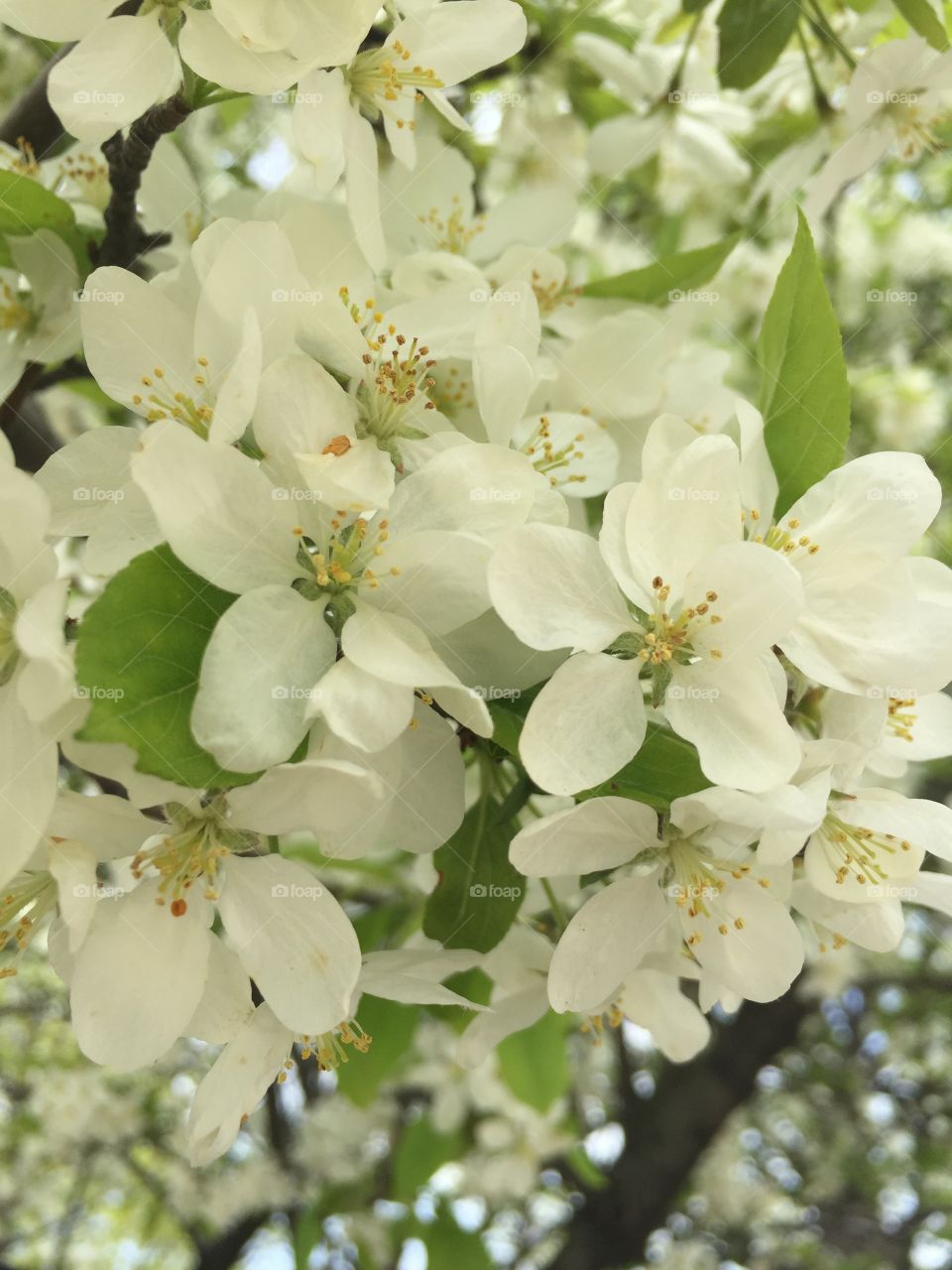 Flowers in Chicago!!