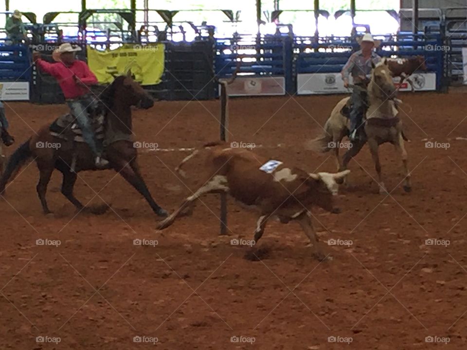 Farm Rodeo, Dripping Springs