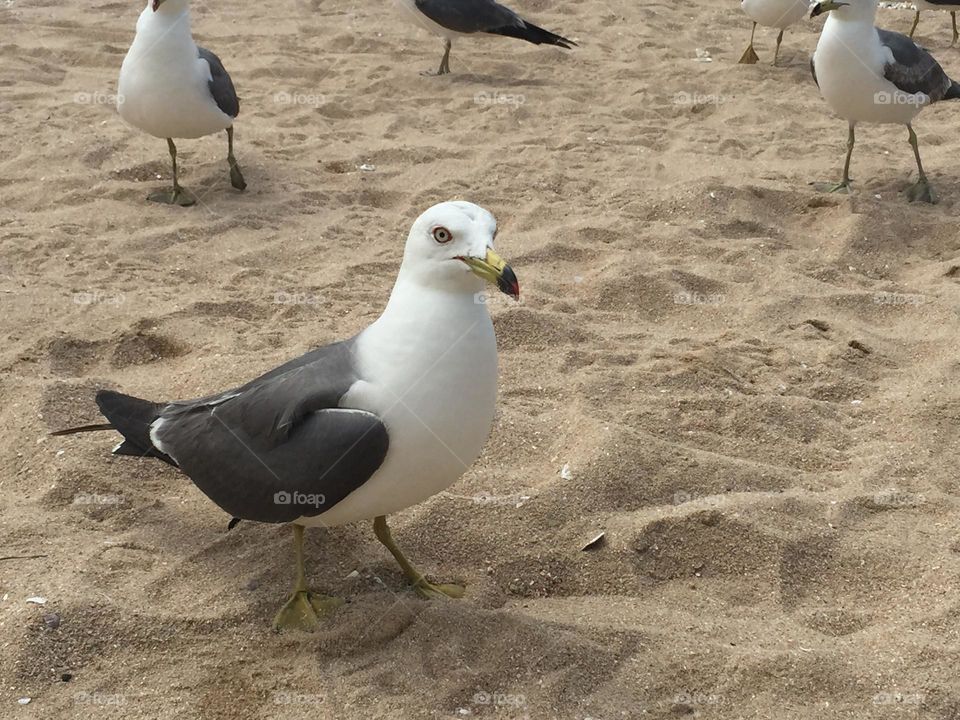 Seagulls 