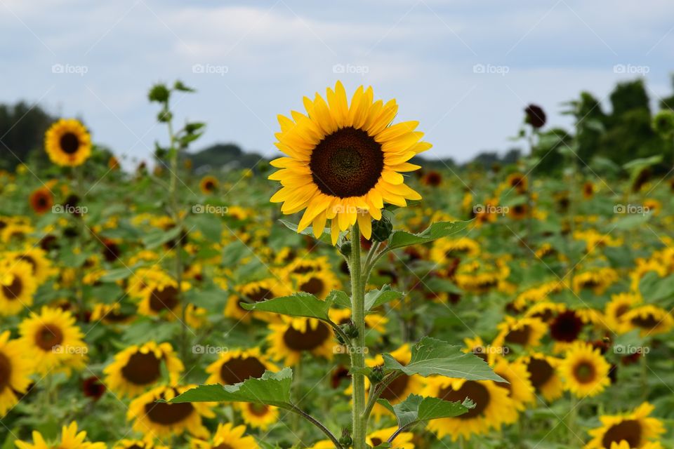 Sunflower Field 