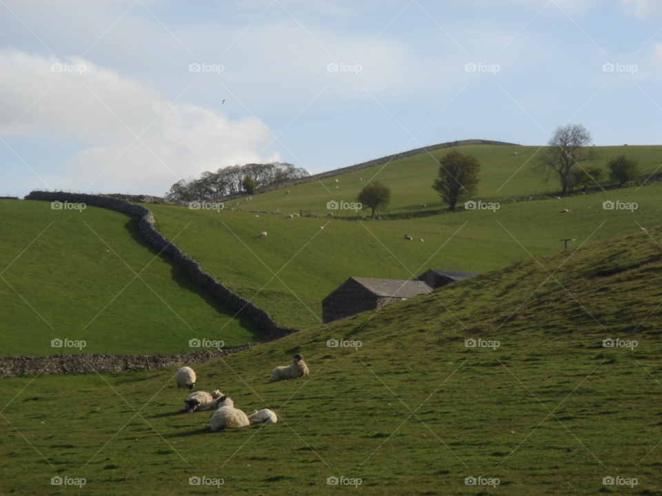 green wall sheep yorkshire by Bea