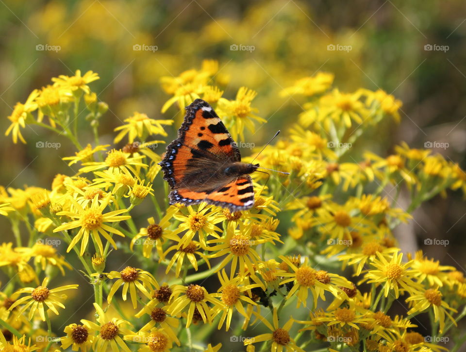 Summer butterfly.