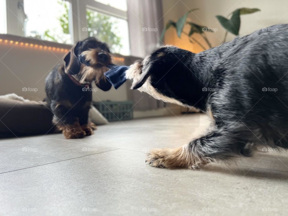 Dogs playing with a sock 