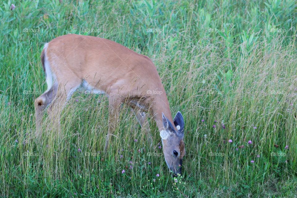 gorgeous deer enjoying a snack late in the evening 