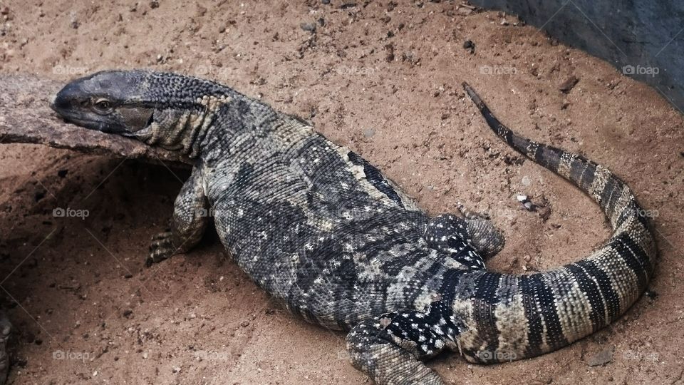 Lizard laying in the sun