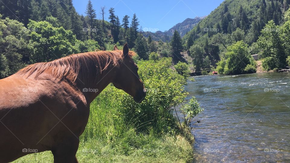 Wild Horse in Utah