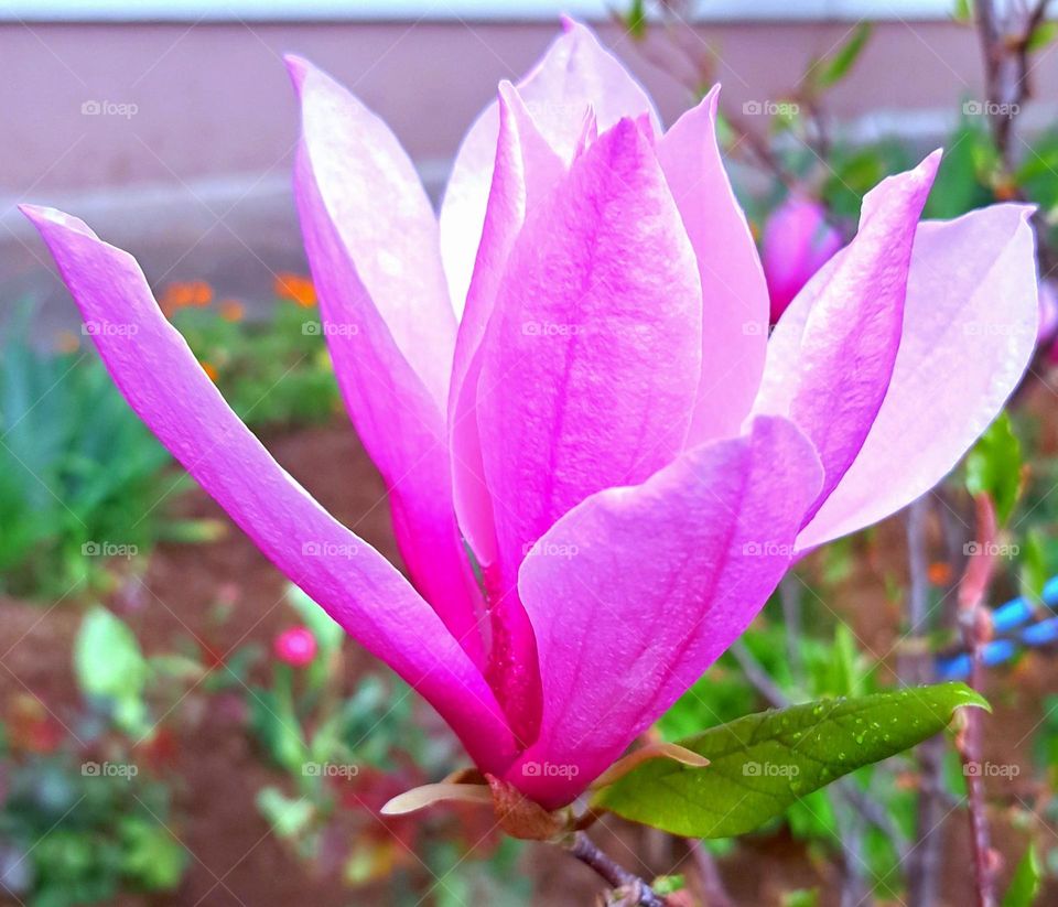 Magnolia Flower Spring