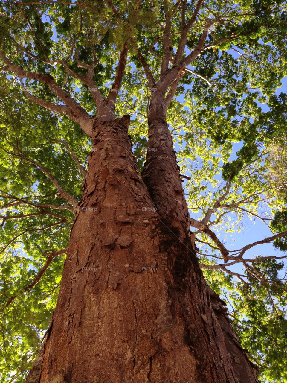 Low angle view of a tree in the forest