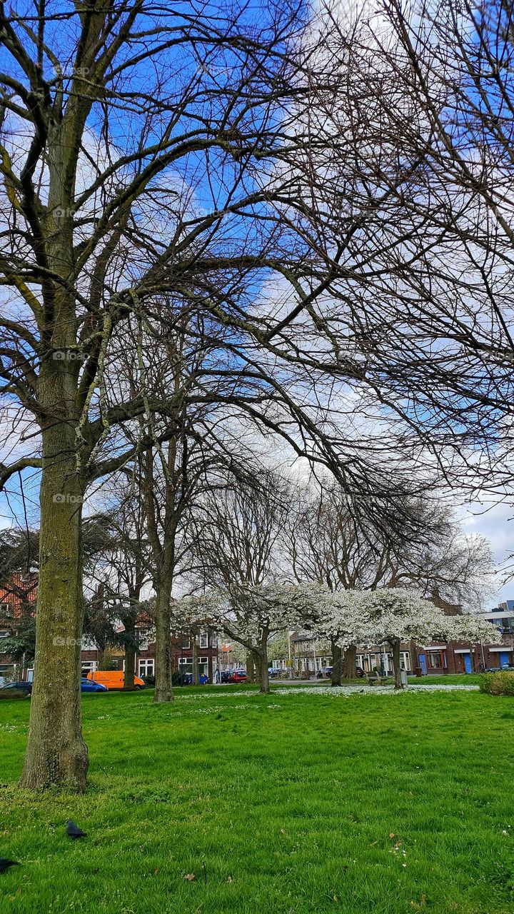 Bare trees with white cherry blossoms in full bloom in the background