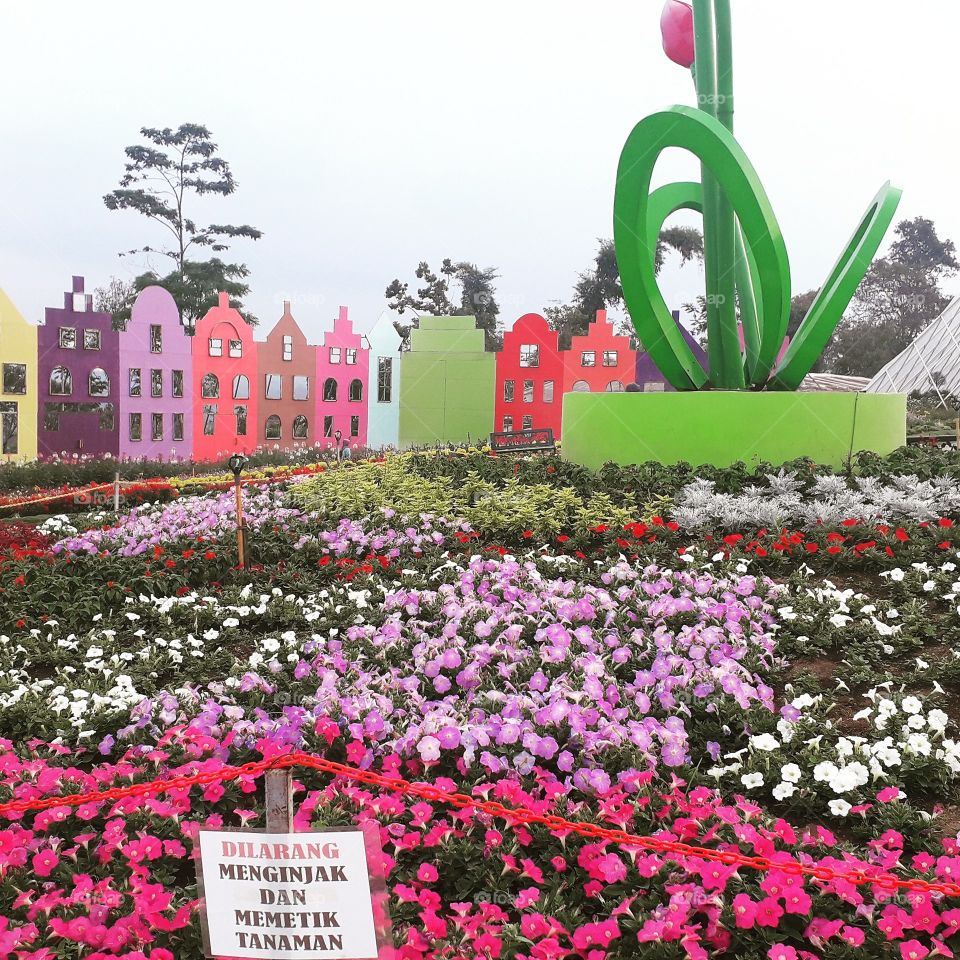 The Celosia Flower Garden at Gedongsongo street, Banyukuning, Bandungan, Semarang, Indonesia

Foto was taken on September 28, 2019