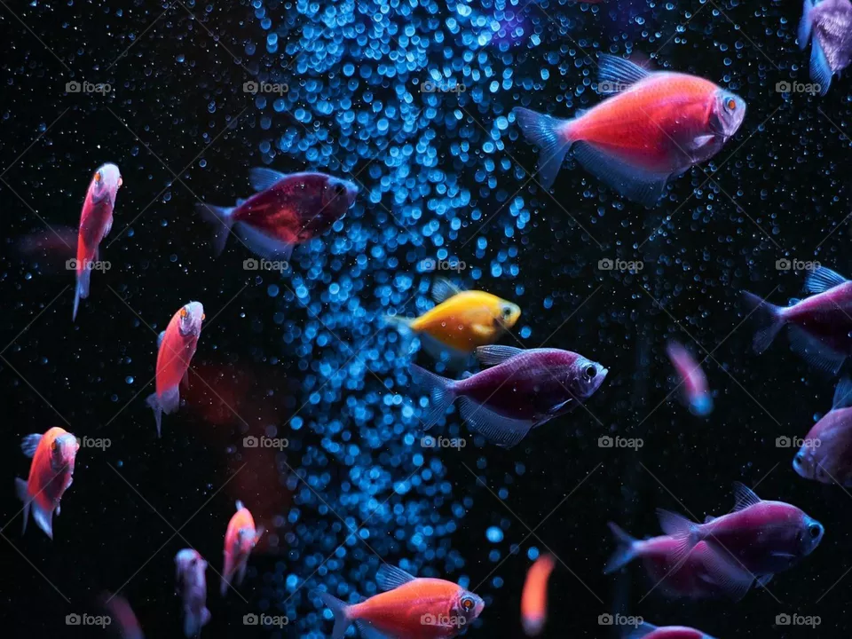 fish