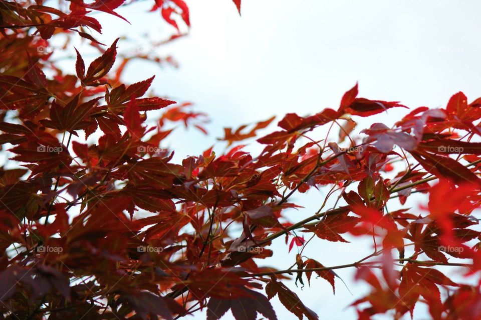 The Red Leaves