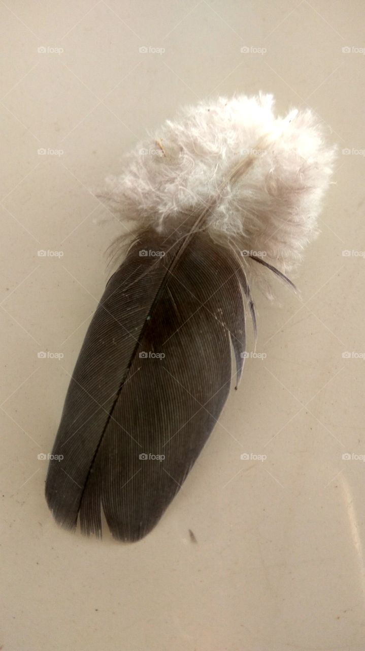 Black and white nice  Feather