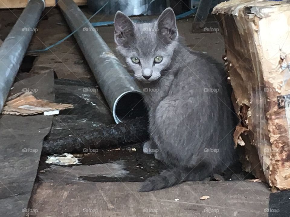 Beautiful regal stray kitten in construction yard