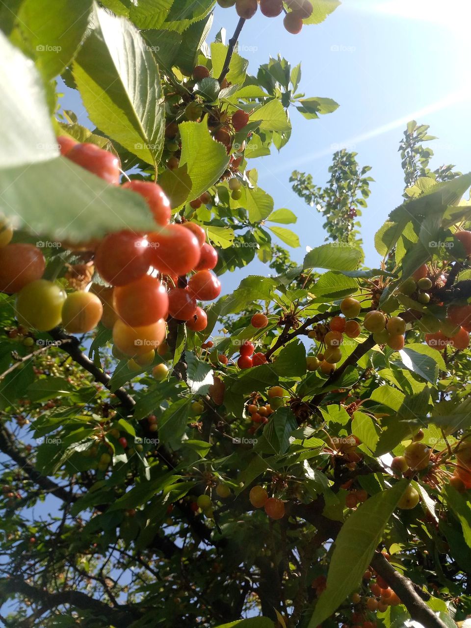 cherry plant