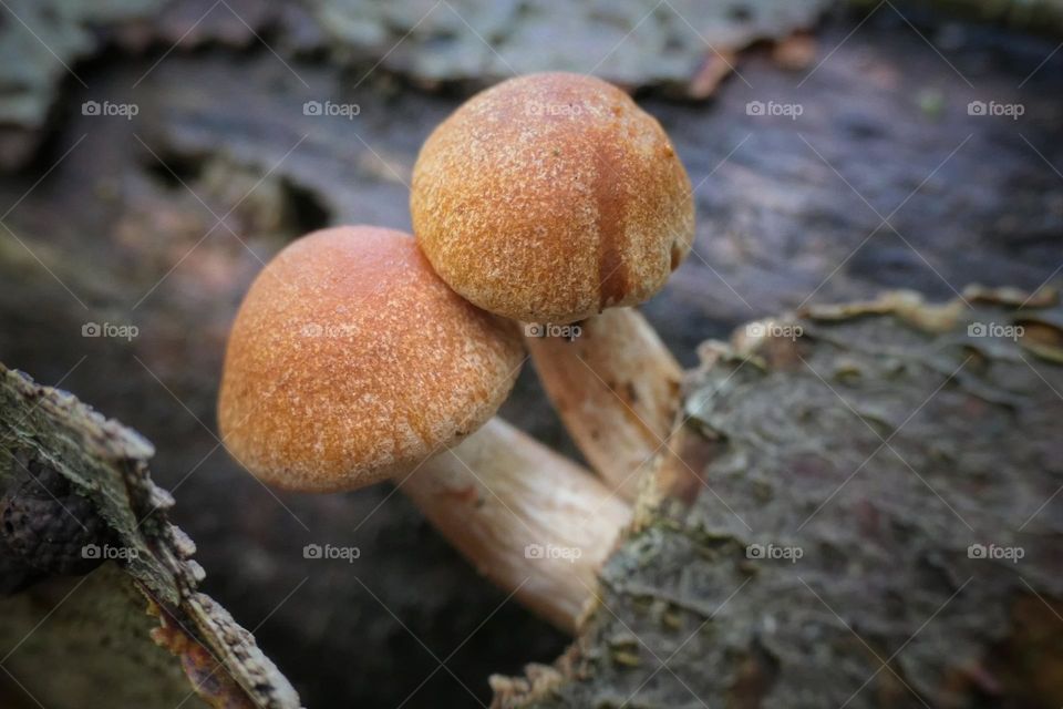 Two small brown mushrooms on a trunk