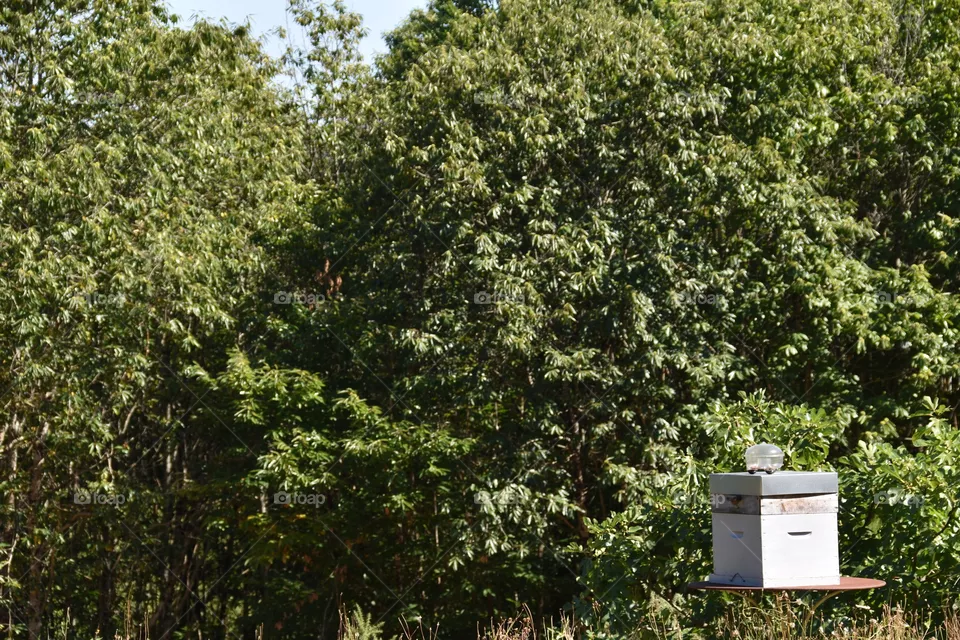 Give / beehive near trees for collecting hover