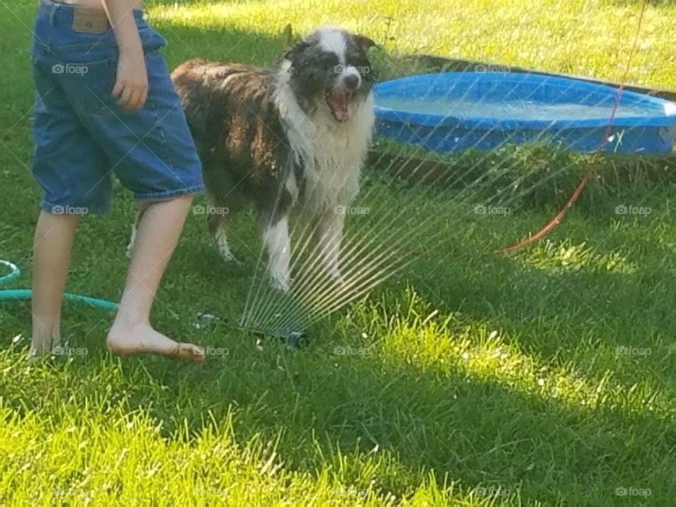 fun in the sun with a dog and sprinkler