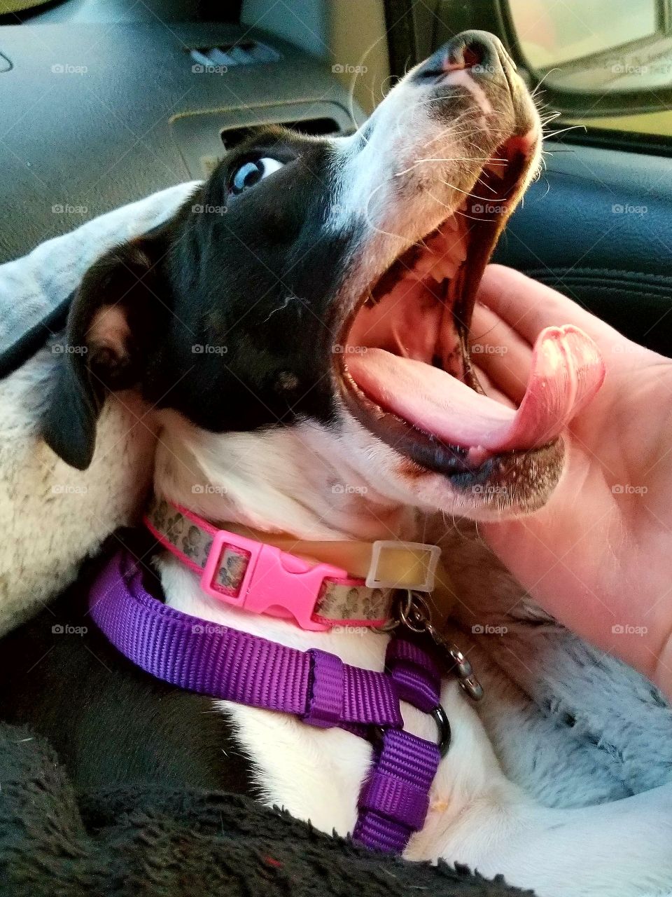 yawning puppy on a car ride ... puppy getting bored with travel