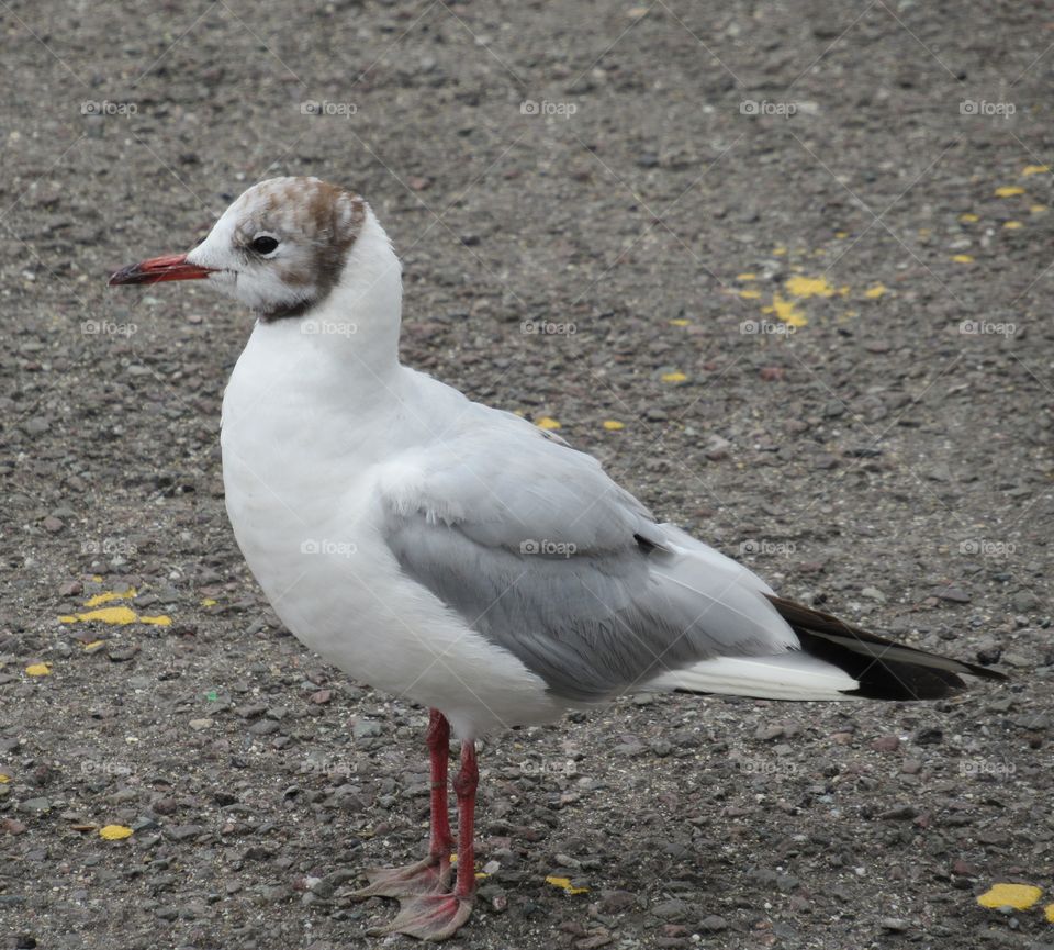 Gull on grey pavement