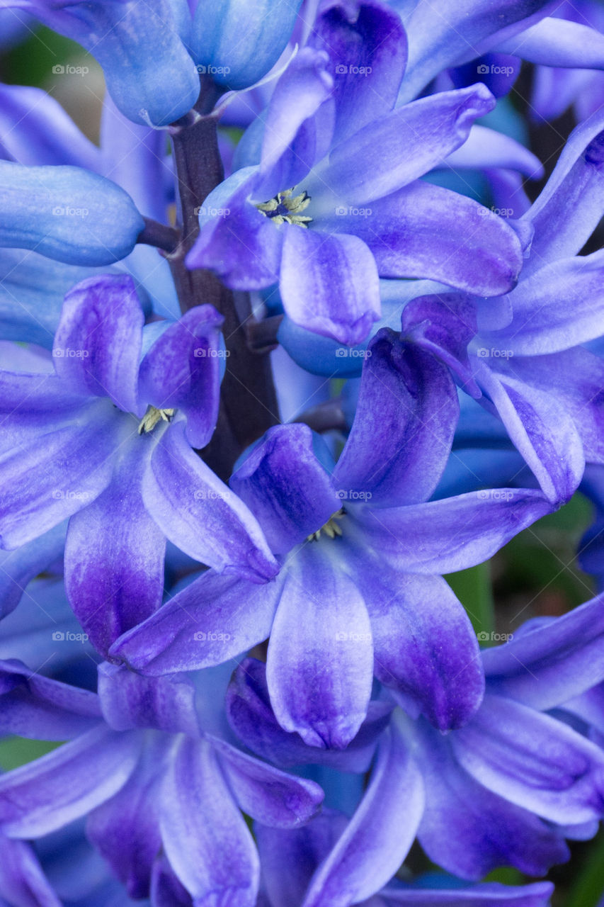 blue hyacinth close up