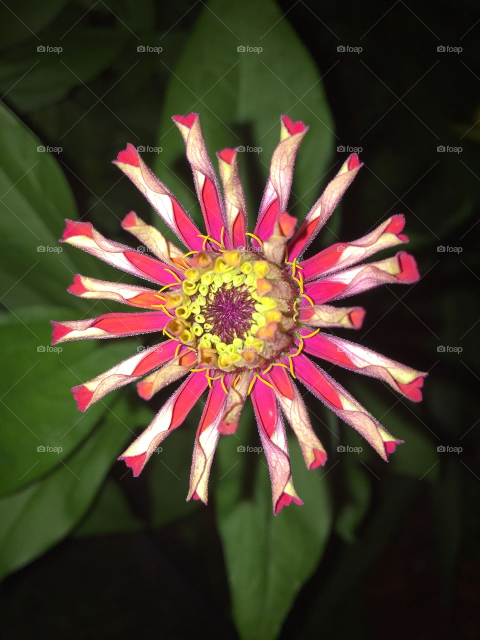 Beautiful dark closeup  pink and white Zinnia flower coming into bloom in my garden with beautiful yellow center.