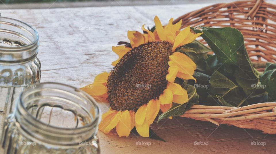 Sunflowers