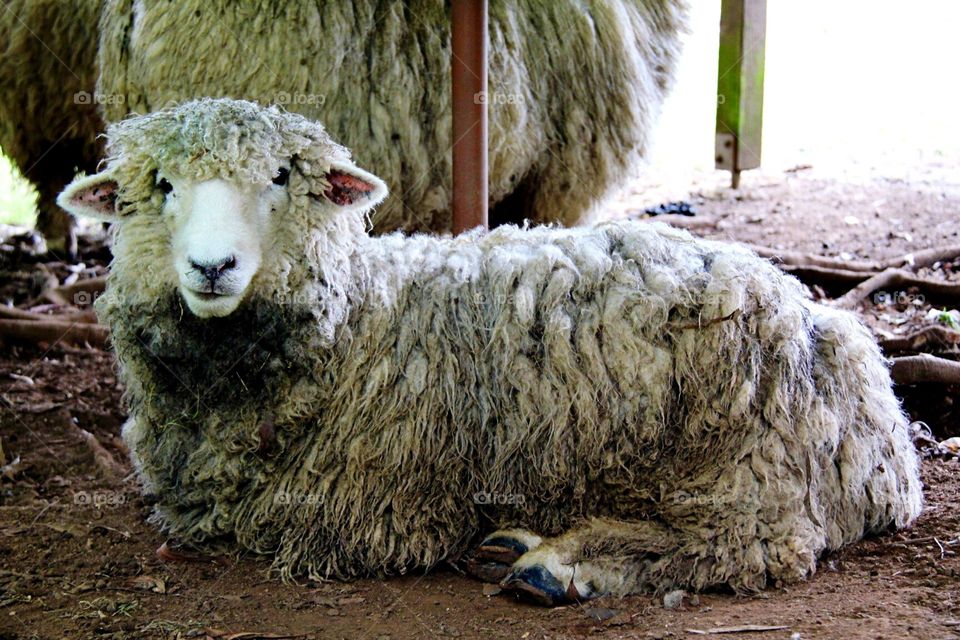 Sheep, Mammal, Merino, Livestock, Agriculture