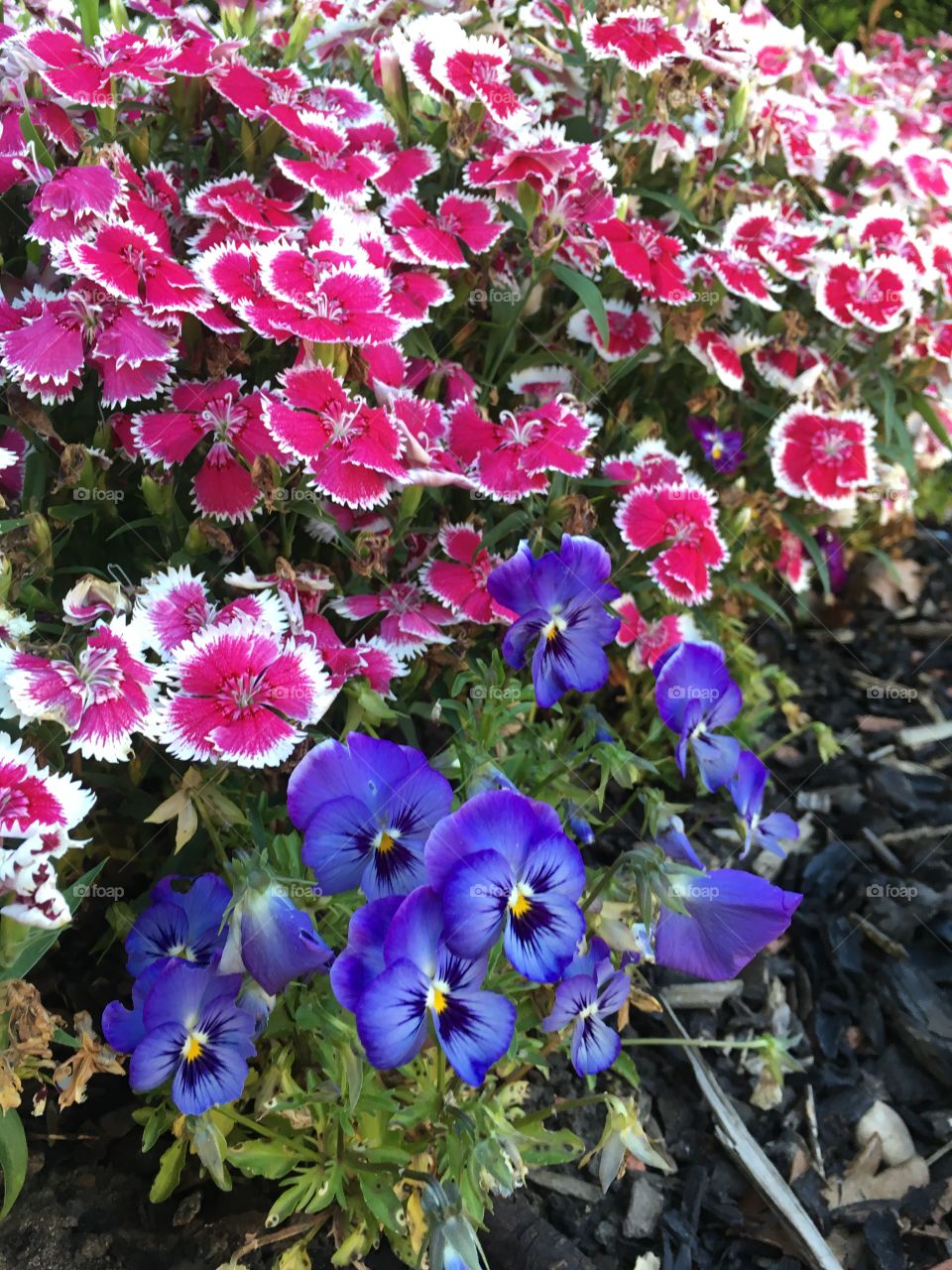 Close up view of pansy and pink dianthus flowers on plants in a garden border in the summer